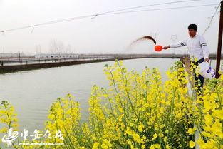 安徽阜陽 特色水產(chǎn)養(yǎng)殖 讓漁民鼓起 錢袋子