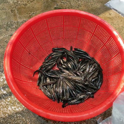 濱州烏鱧魚苗養(yǎng)殖【明輝水產(chǎn)】