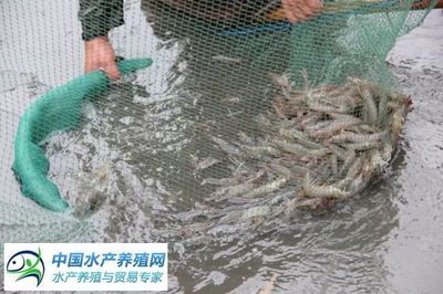 為什么他能年年把對(duì)蝦養(yǎng)好,年年都能掙錢?_財(cái)經(jīng)_網(wǎng)