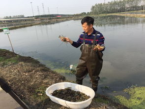 浙江省紹興市越城區(qū) 新品種初見成效 澳洲龍蝦亮相上市