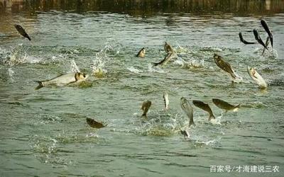 魚(yú)蝦混養(yǎng)模式,高效的水產(chǎn)養(yǎng)殖模式,該注意哪些方面