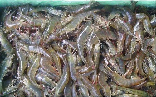 進(jìn)口遇冷,國(guó)貨興起,魚(yú)蝦價(jià)格節(jié)前持續(xù)走高 2021年將是國(guó)產(chǎn)水產(chǎn)的奮進(jìn)之年