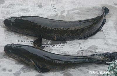 木木說(shuō)養(yǎng)殖,關(guān)于黑魚的養(yǎng)殖方法