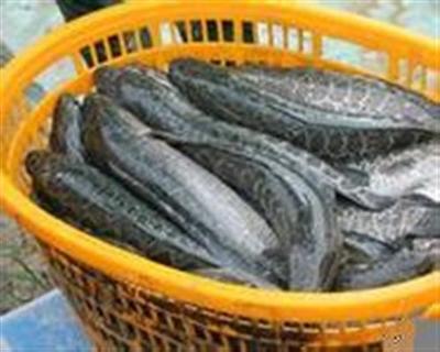 十堰市求購(gòu)小麥玉米、求購(gòu)小麥玉米菜粕(圖)、汈汊湖水產(chǎn)養(yǎng)殖